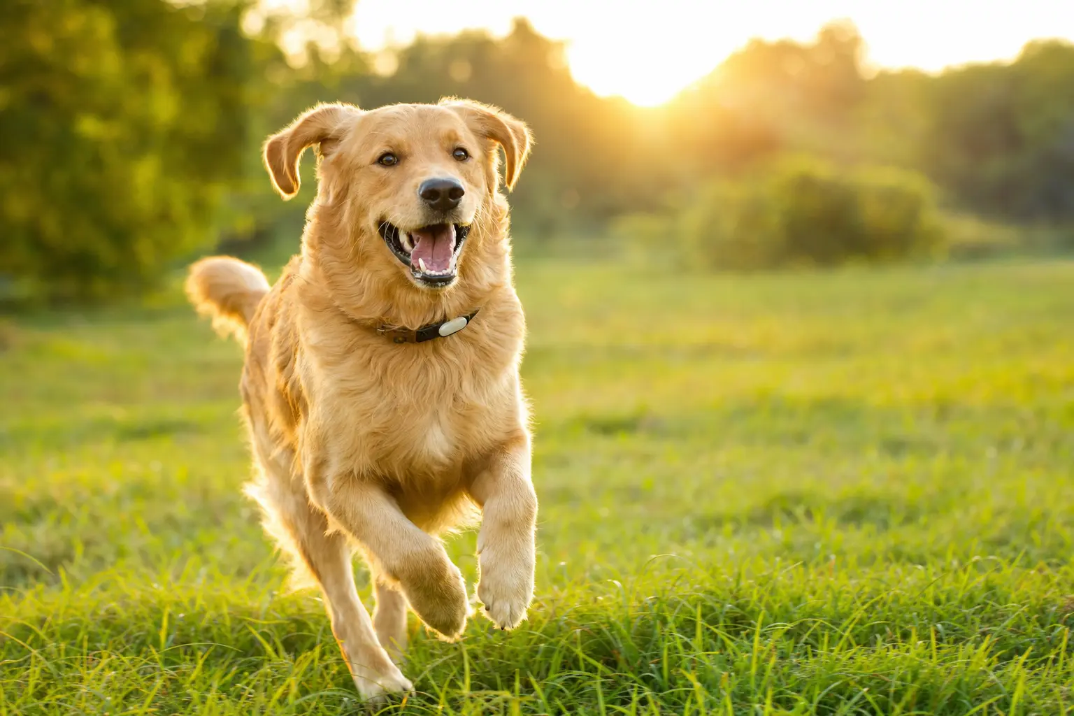 Aktiver Golden Retriever läuft durch sonnige Wiese mit Aktivitätstracker am Halsband